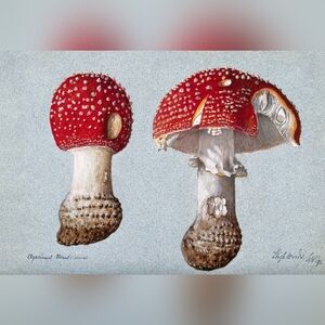 Vintage Mushroom Art Print